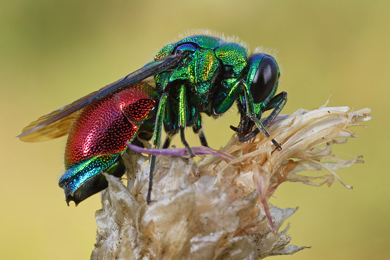 Stilbum calens
